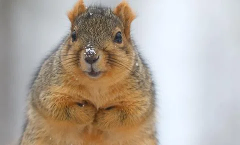 A close-up photo of a squirrel Stock Photos