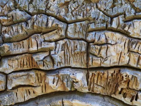 A close up photo of the texture of a tree trunk in a warm climate. Stock Photos