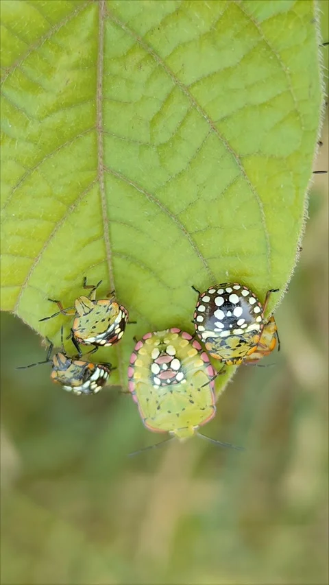 Close-up photo of a tiny brown insect perched on a bright green leaf, Video stock 294339704