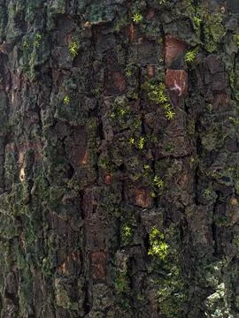 Close up photo of tree bark covered with green moss Stock Photos
