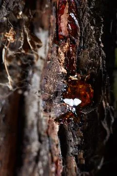 A close-up photo of a tree bark with a drop of resin the edges are gone in di Stock Photos