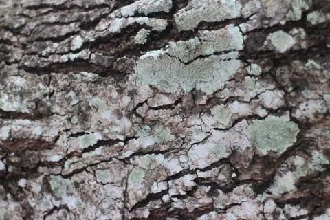 Close up photo of tree bark Stock Photos