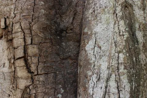 Close up photo of tree bark Stock Photos