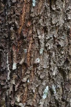 Close up photo of tree bark texture. Stock Photos