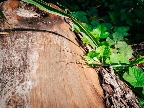 Close up photo of a trunk of a fallen tree without bark lying among grass a.. Stock Photos