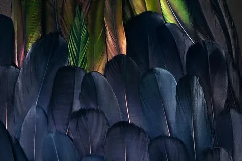 Close up photo of two types of feathers. Bird wings plumage. Beautiful compos Stock Photos