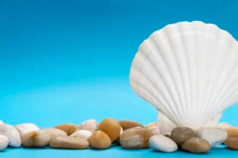 Close up photo of white shell and stones Stock Photos