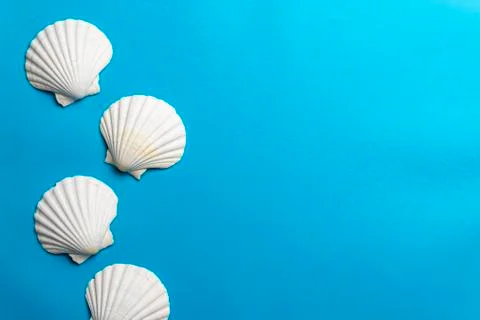Close up photo of white shells with copy space Stock Photos