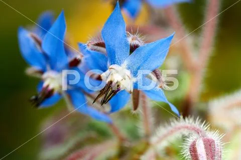 Close up photo of wild borage, Borago officinalis, flowers in a spring field Stock Photos