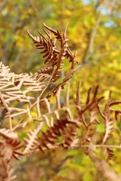 Close up photo of yellow dried fern Stock Photos