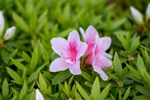 A close-up photograph featuring soft, light pink azalea blossoms in full bl.. Stock-Fotos