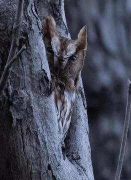 Close-up photograph frames a small, brown-and-white patterned owl 写真素材