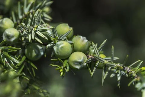 Close-up photograph of Juniperus macrocarpa Stock Photos
