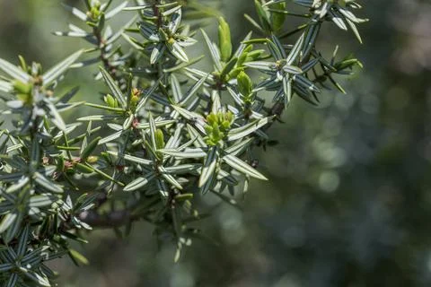 Close-up photograph of Juniperus macrocarpa Stock-Fotos