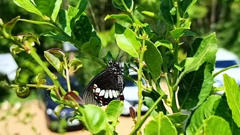 A close-up photograph of a multicolored butterfly featuring black and white.. Stock Footage 300077232