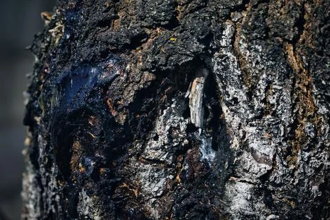Close-up photograph of rough tree bark covered Fotos Stock