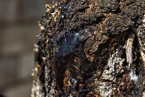 Close-up photograph of rough tree bark covered Fotos Stock