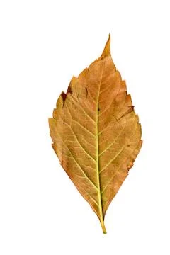 Close-up Photograph of a withering autumnal leaf isolated on white background Stock Photos