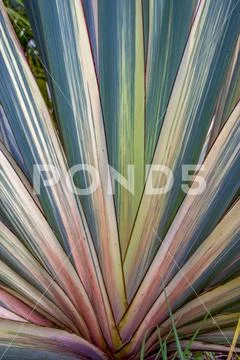 Close-up photography of the colorful leaves of a New Zealand flax garden plan Stock Photos