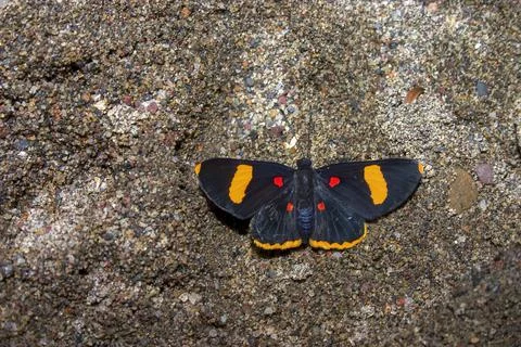 Close-up photography of an electron pixie butterfly laying on the sand at the Stock Photos