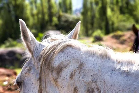 Close-up photography of the head and ears of a white horse, captured at the A Stock Photos