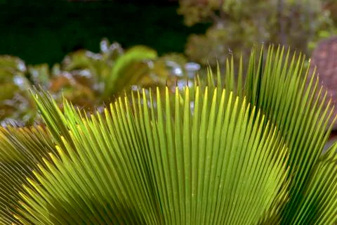 Close-up photography of the sharp tips of Mexican fan palm tree leaves.  Capt 스톡 사진
