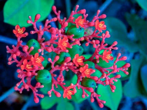 Close-up photography of the tiny delicate Buddha belly plant flowers. Capture Stock Photos
