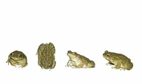 Close up photos of a common toad Stock Photos