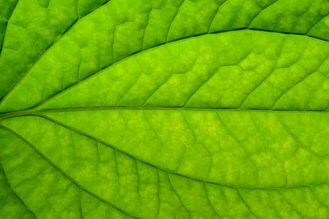 Close up photos of leaf patterns Stock Photos