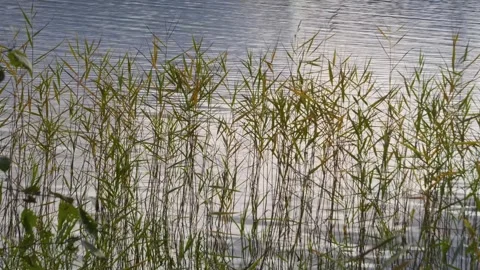 Close-up of Phragmites australis, the common reed, a tall wetland grass growing Stock Footage 308916392