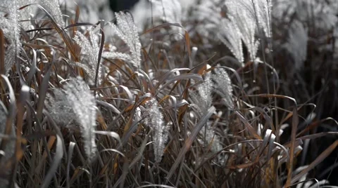 Close up of Phragmites Australis Stock Footage 43186514