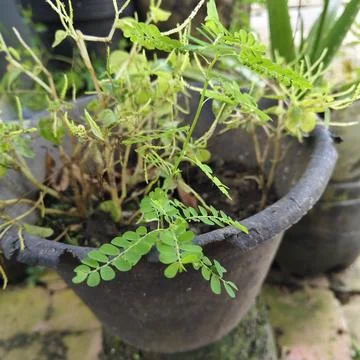 Close up of Phyllanthus niruri or Meniran herbal plant in a pot. Stock Photos