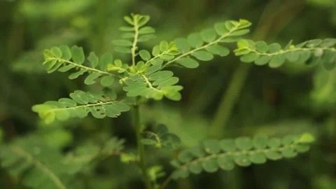 Close-up of a Phyllanthus niruri plant, showcasing its vibrant green leaves.. Stock Footage 295747285