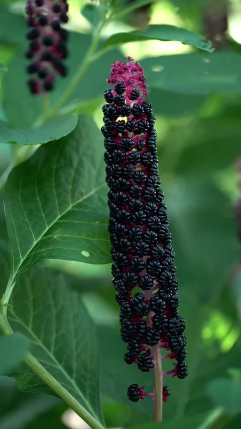 Close-up of Phytolacca americana with dense clusters of glossy black berries on  Video stock 341630250