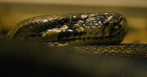 Close up of phyton Stock Footage 134845881