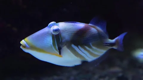 Close up of a picasso fish Stock Footage 258854466