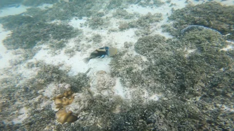 Close up to Picasso trigger fish Manini Convict Surgeonfish wondering with algae Stock Footage 252178026
