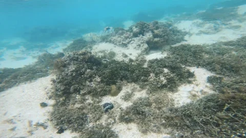 Close to Picasso trigger fish Manini Convict Surgeonfish swim away with algae wh Stock Footage 252178411
