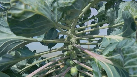 Close up of picked brussel sprouts Stock Footage