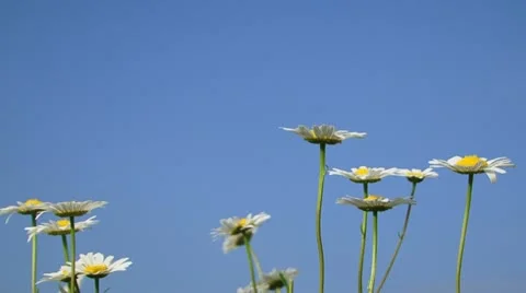 Close-up. Picking chamomiles Stock Footage 21946005
