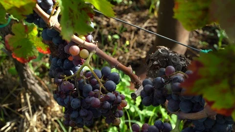 Close up of picking grapes on the vineyard during the harvest Stock Footage 116617210