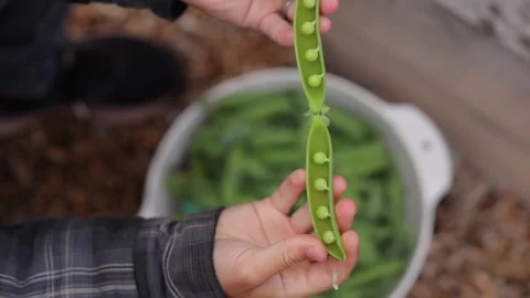 Close up of Picking Snap Peas Stock Footage 307117758