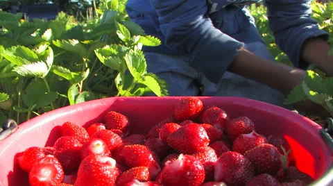 Close up of picking strawberries Video stock 47680767