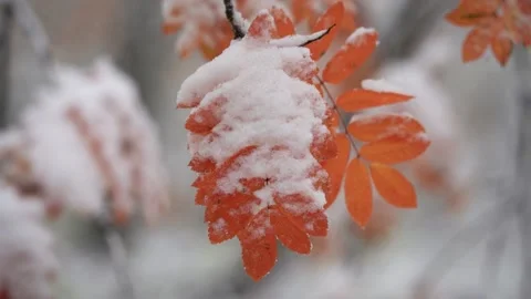 Close pictorial view wind waves rowan tree branches with red berries and yellow Stock Footage 164038405