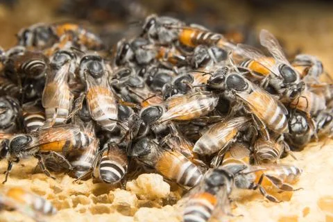 Close up picture of bee in beehive Stock Photos