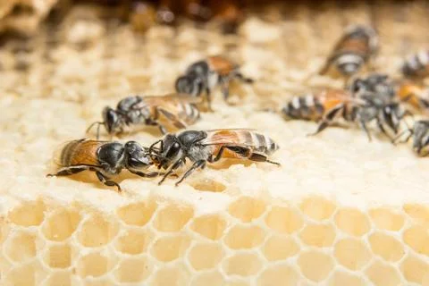 Close up picture of bee in beehive 库存照片