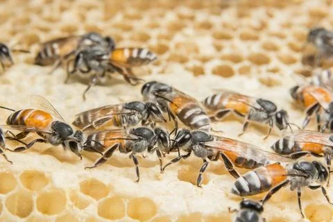 Close up picture of bee in beehive Stock Photos