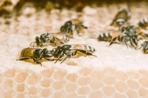 Close up picture of bee in beehive 库存照片