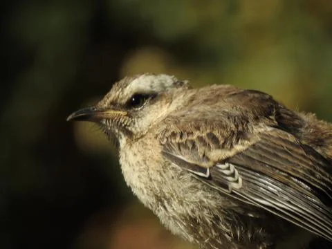 Close up picture of a bird Stock Photos