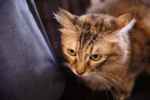 Close up picture of a brown striped cat on the couch Stockfoto's